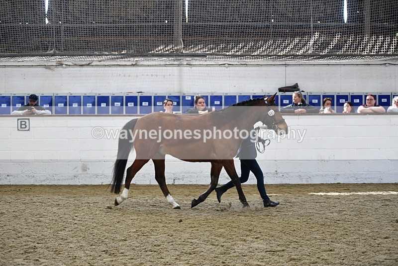 WJ5_4521 - Class 3 Part Bred In hand