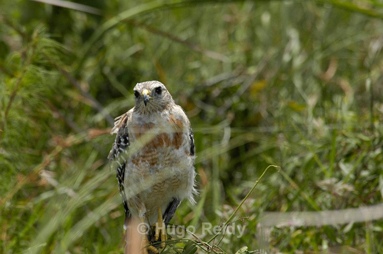 - Birds in the Wild