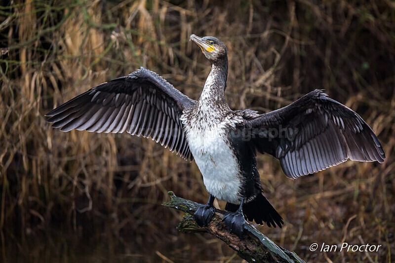 Cormorant Wingspan - Nature