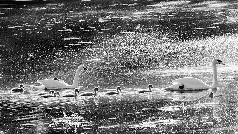7 plus 1 swan lake