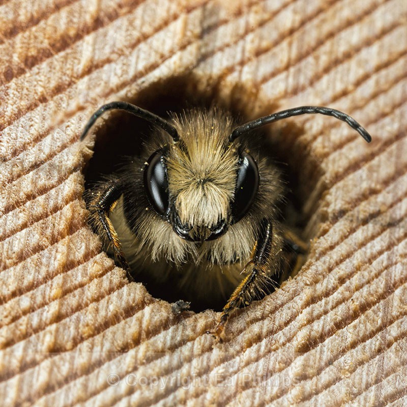 Osmia bicornis (m) - Osmia bicornis (rufa)