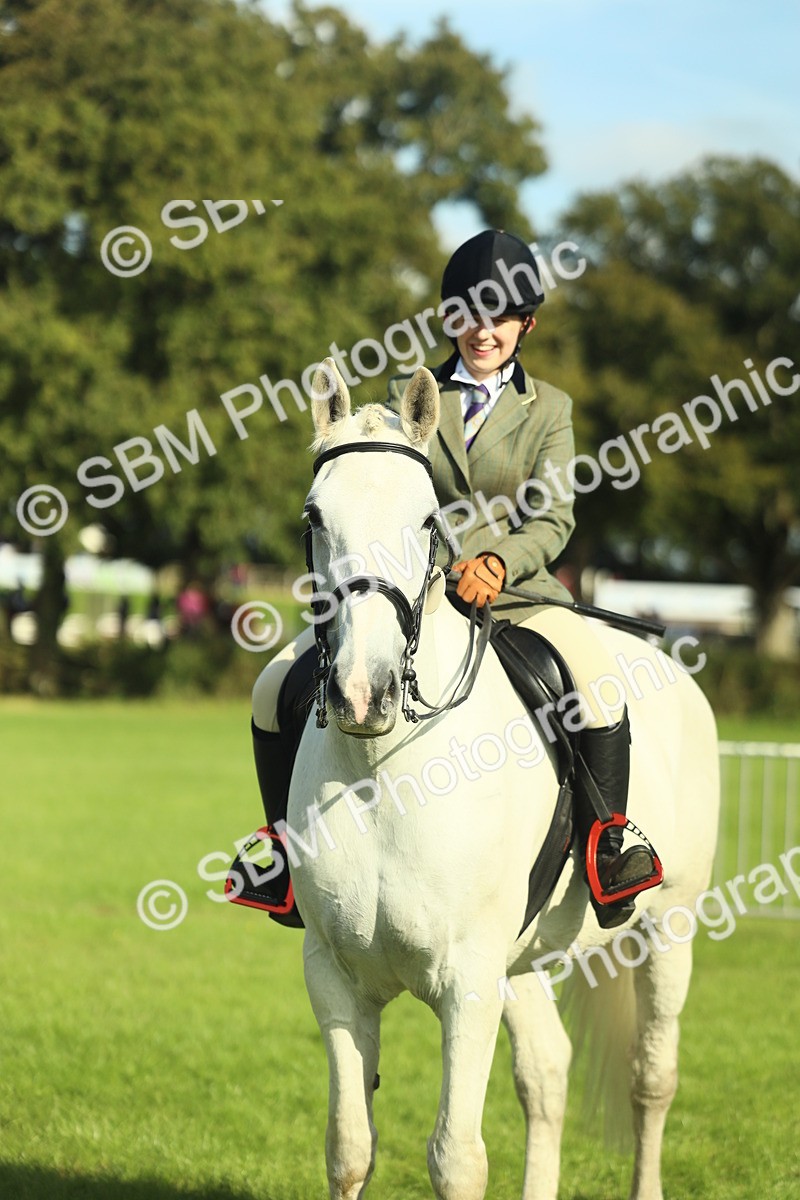 SBM_49851 - S32 - Novice & Newcomers Working Hunter