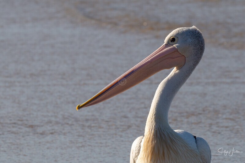 Pelican Portrait