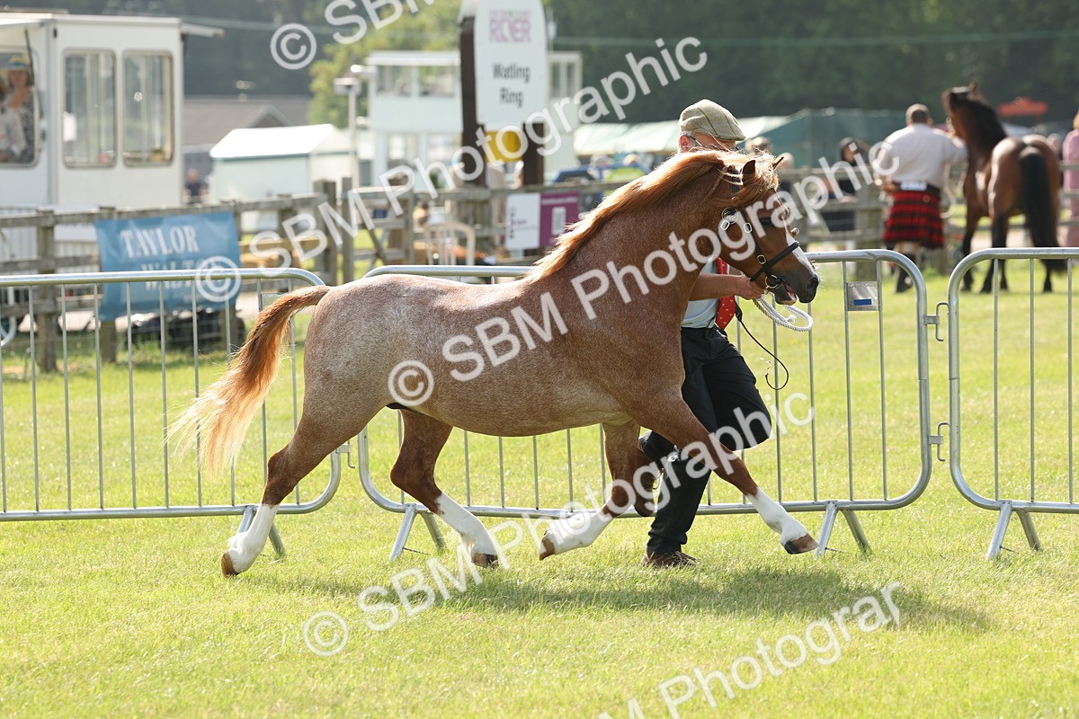 SBM_00645 - Class 6-13 - Mountatin and Moorland In Hand Welsh Breeds