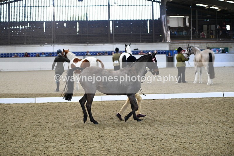 WJ5_3601 - Class 5 In Hand Veterans