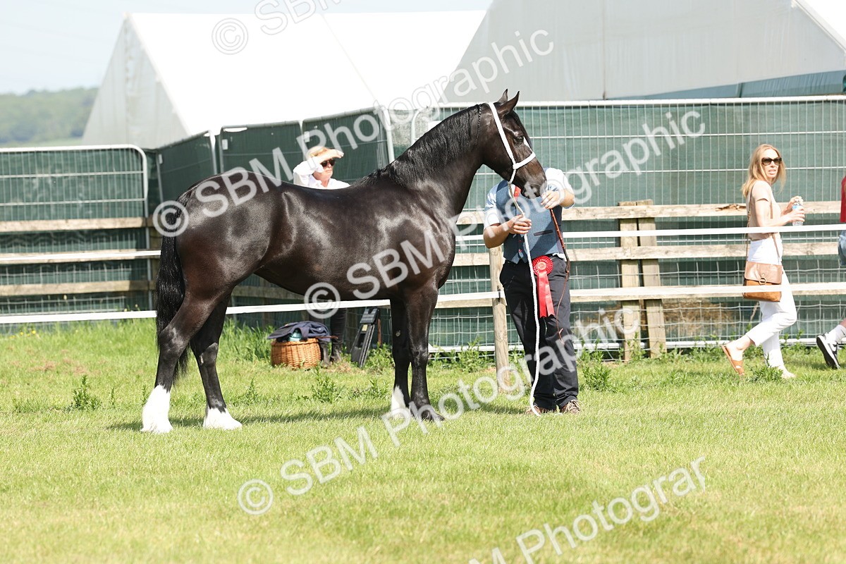 SBM_02318 - Class 6-13 - Mountatin and Moorland In Hand Welsh Breeds