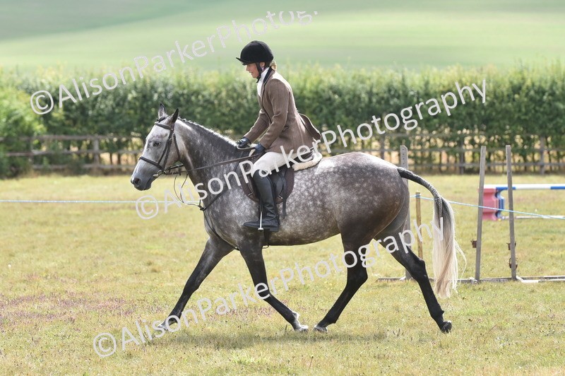 20250831-4065 - Class 13 - Working Hunter Horse or Pony