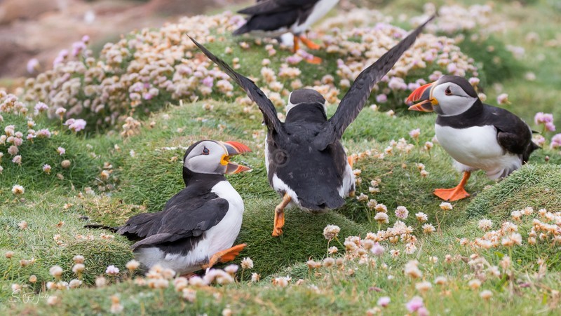 Puffen Fight 5 - Puffins