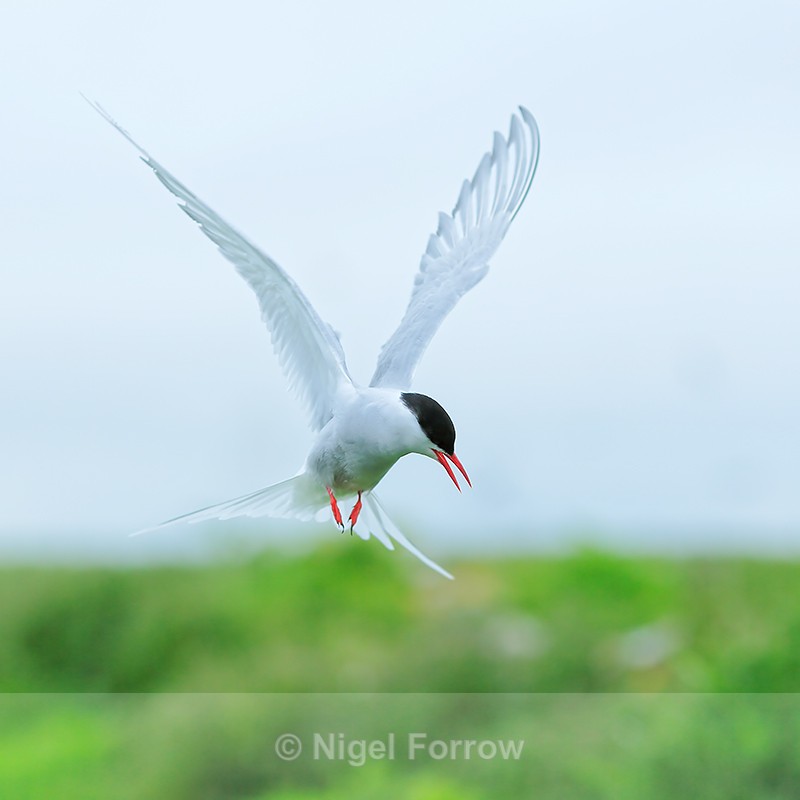 Arctic Tern hovering close, Farne Islands - Arctic Tern