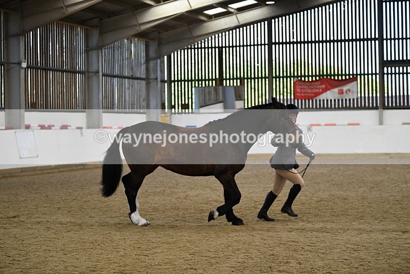 WJ5_5663 - Morning in hand Championship