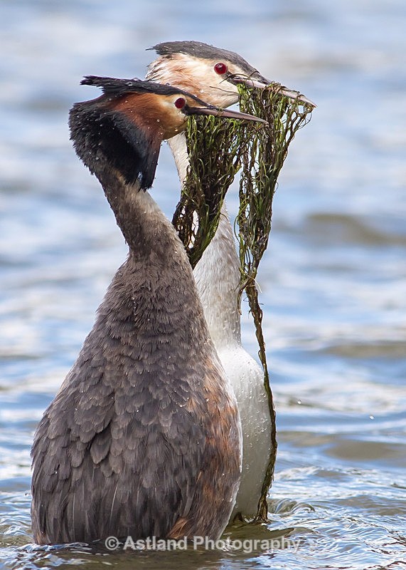 Astland Photography, Bird and Wildlife Images, Susan and Peter Wilson, U.K.