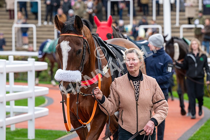 161125-Race 3-Calgary Tiger-1387 - Race 3