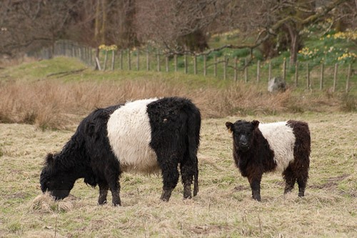 18 - Belted Galloway Cattle