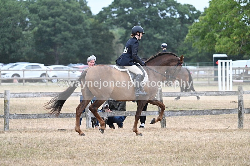 WJ7_0893 - Class 7 Riding Club Show Horse