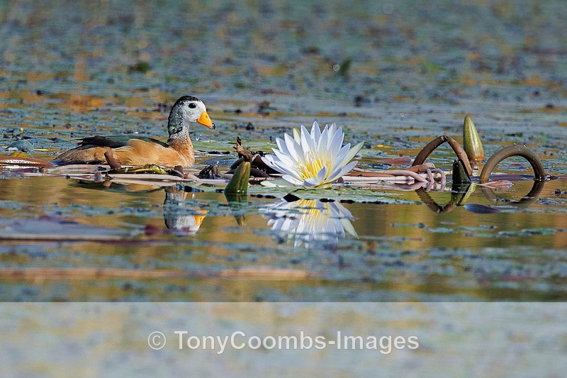 Pygmy Goose - Botswana ~ Birds