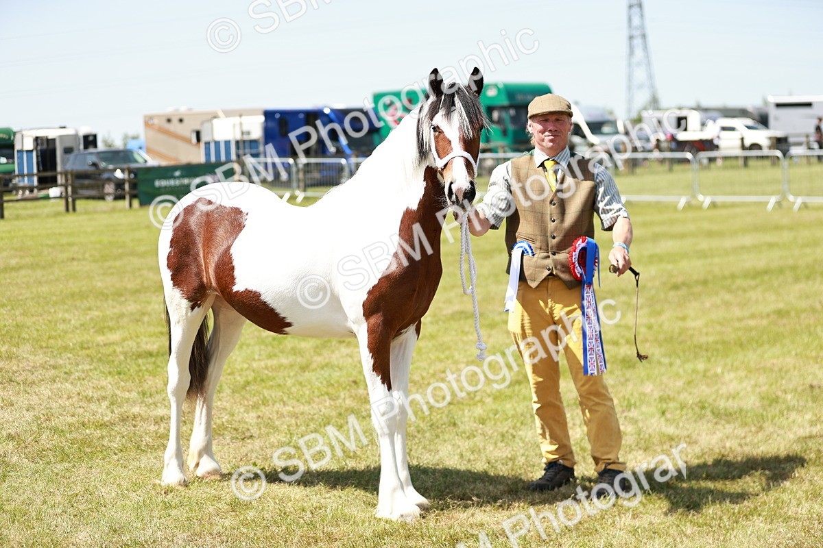SBM_05535 - Class 41-45 - Riding Pony-Hunter Pony Breeding