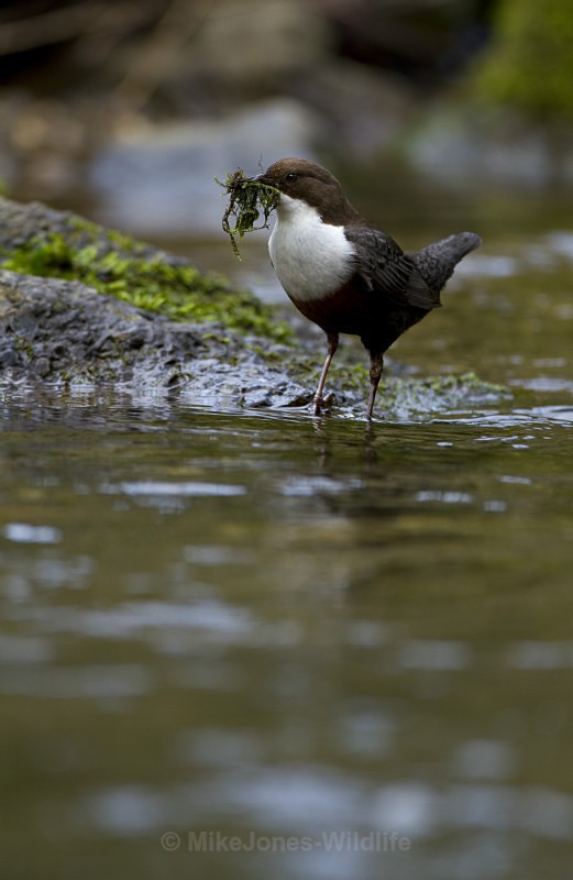 DIPPERS - DIPPERS