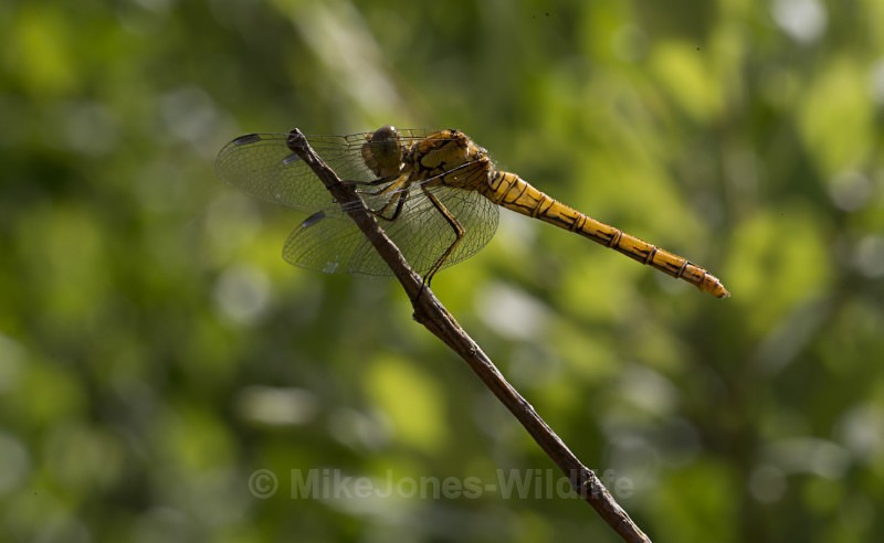 Common Darter Dragonfly - DRAGONFLY & DAMSELFLY GALLERY