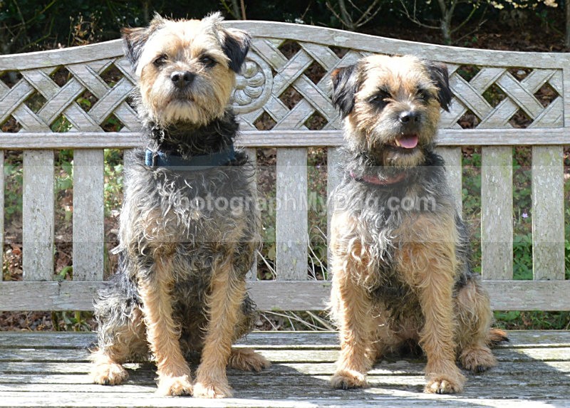  - Border Terriers