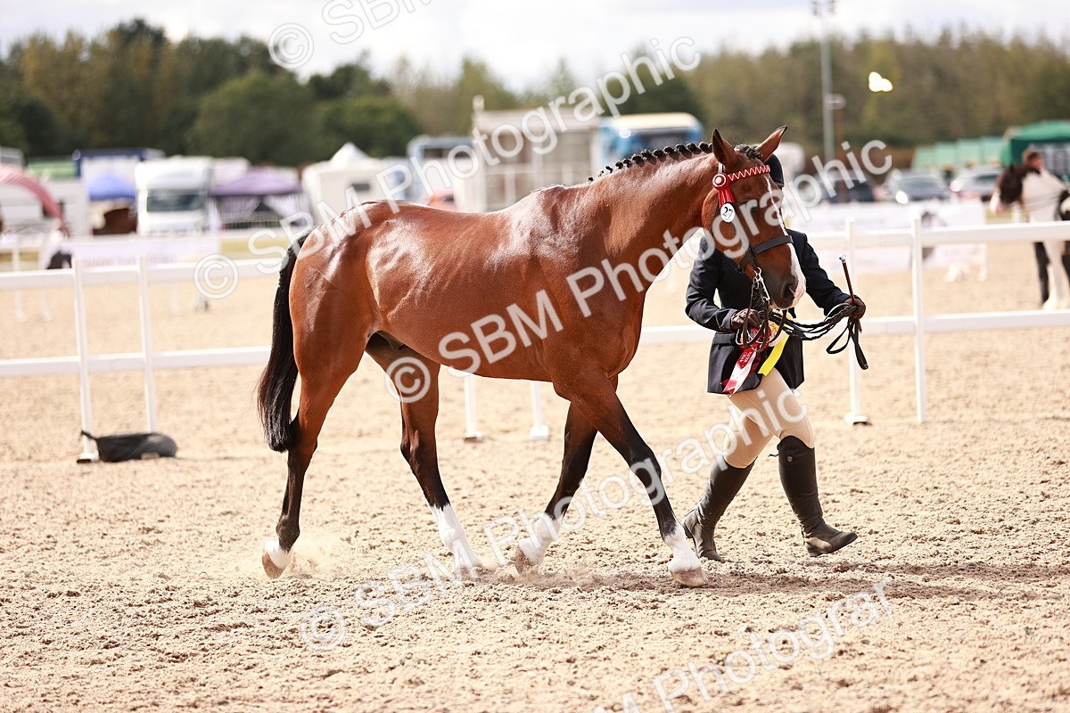 SBM_14241 - Class 407 - IH Hack Riding Horse