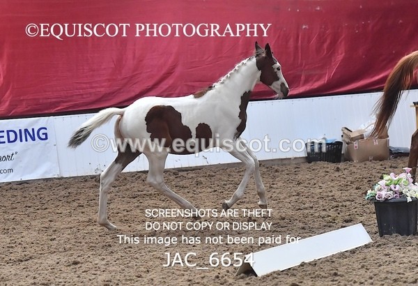 JAC_6654 - 15 Ziggy of Westoak