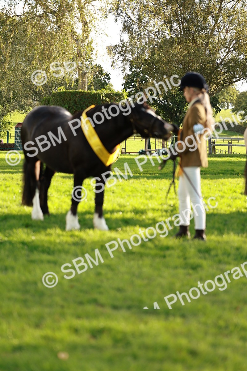 SBM_29299 - Novice & newcomer Supreme Championship