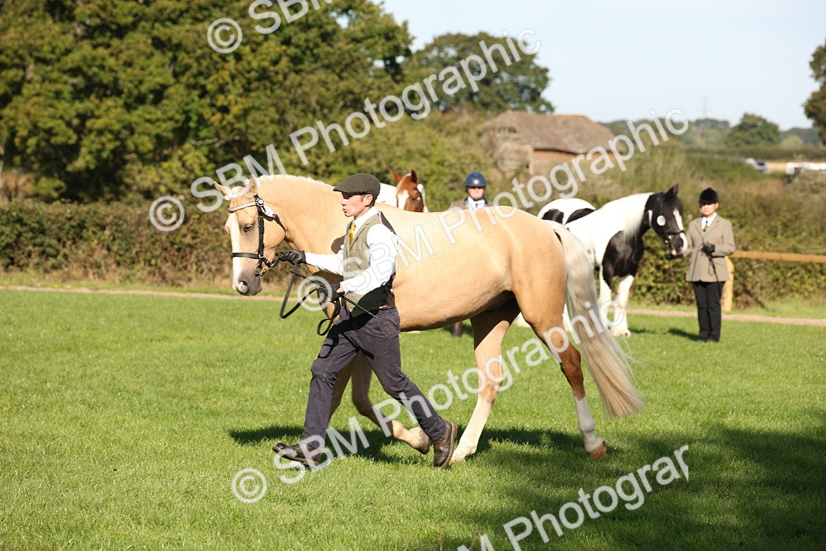 SBM_36598 - S10 - Best In Hand Horse & Pony