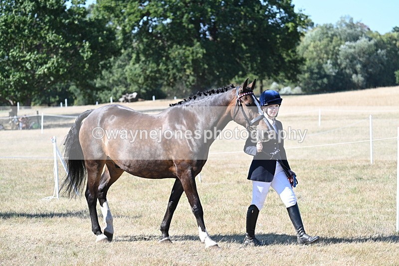WJ7_1711 - Class 42 Most Handsome Gelding
