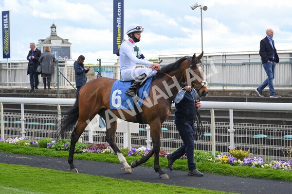 yr22052021r7-24 - Race 7 5.25pm Hudson Quarter York Palace Capital Stakes - Gentleman Amateur Riders Race