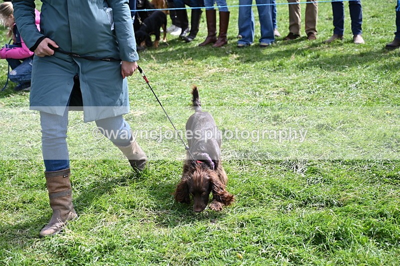 WJ6_8936 - Class 8 Best Working / Gun Dog or Bitch
