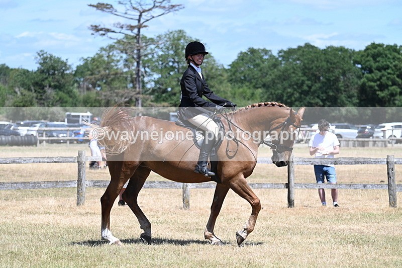 WJ7_2886 - Class 7 Riding Club Show Horse