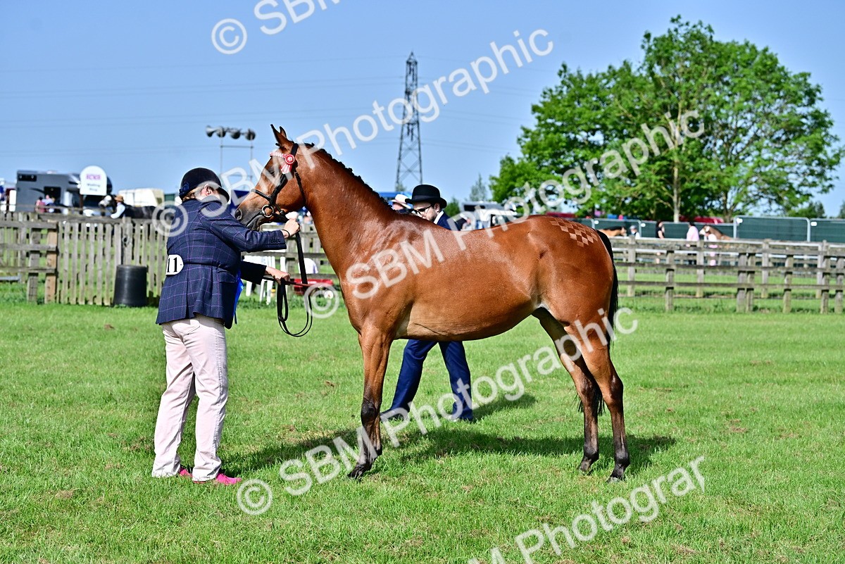 SBM_01098 - Class 46-49 - Arab and Part Bed-Anglo Arab In Hand