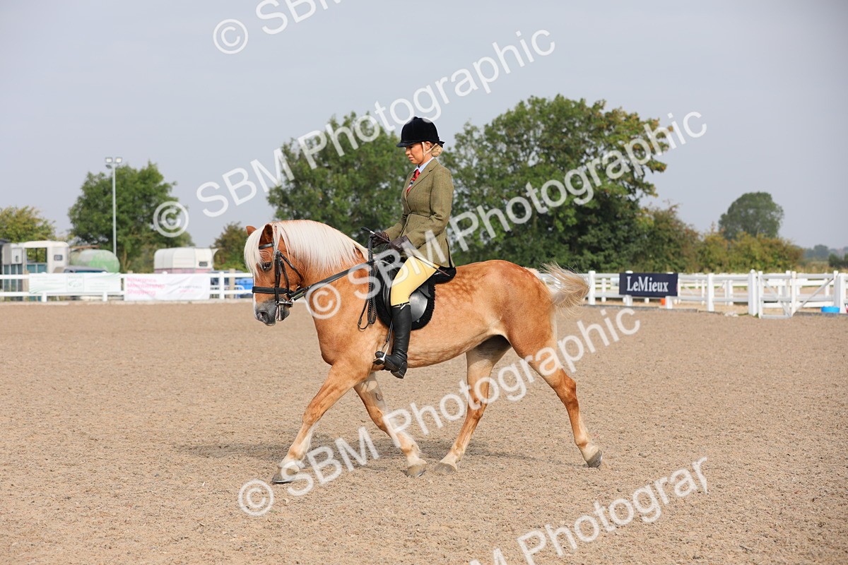 SBM_10717 - Class 303 Ridden Pure Bred Horse/Pony (excl M&M)