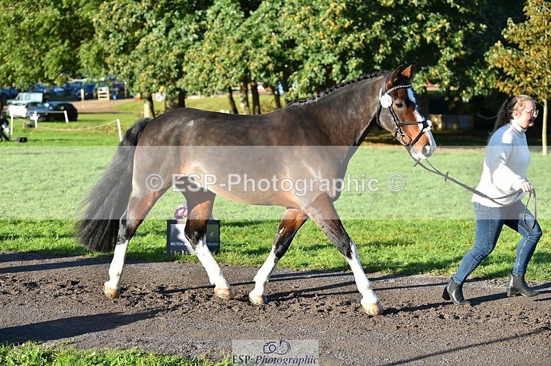 231022-094144-21977 - 444-REDHILL.SKANDEL-Emma.Stokes-TrotUp+SJ