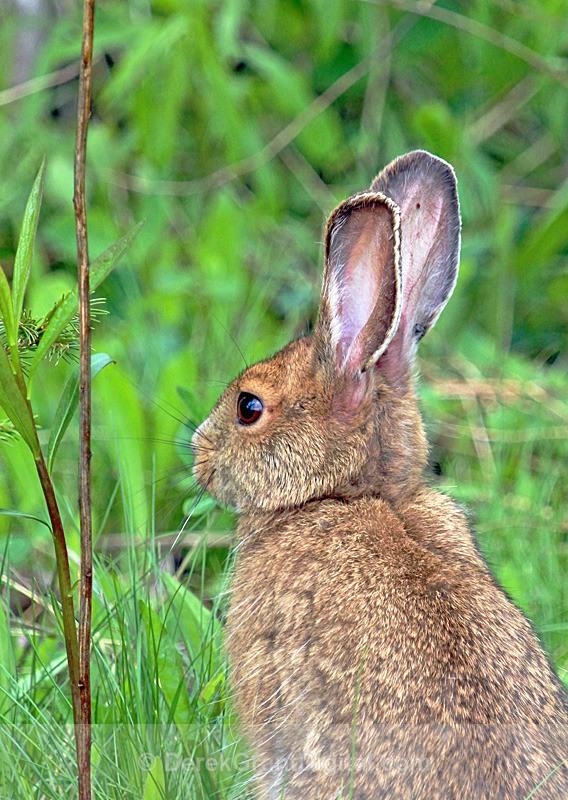 Lepus americanus - Mammals, Reptiles & Amphibians