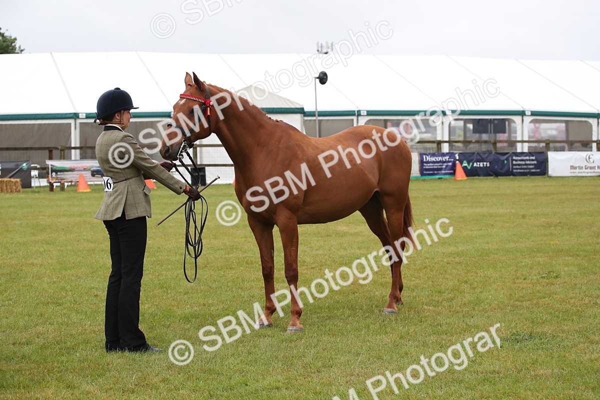 SBM_00169 - Class 17-20 - Arab & Part Bred - Anglo Arab In Hand