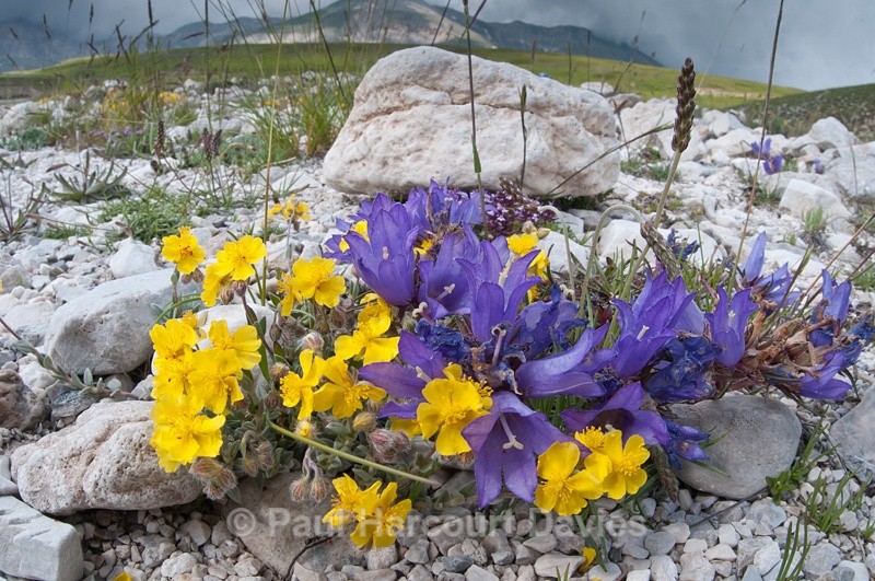  - Plants: wide-angle