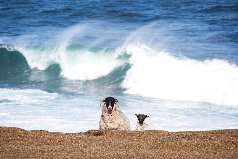 Sheep and Surf - Ireland by Day