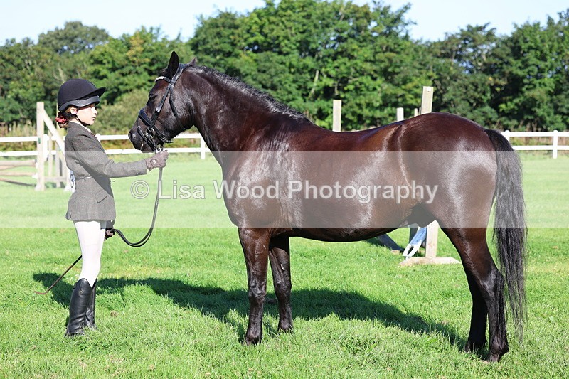 3E7A7677 - Class 1: Novice Working Hunter Pony