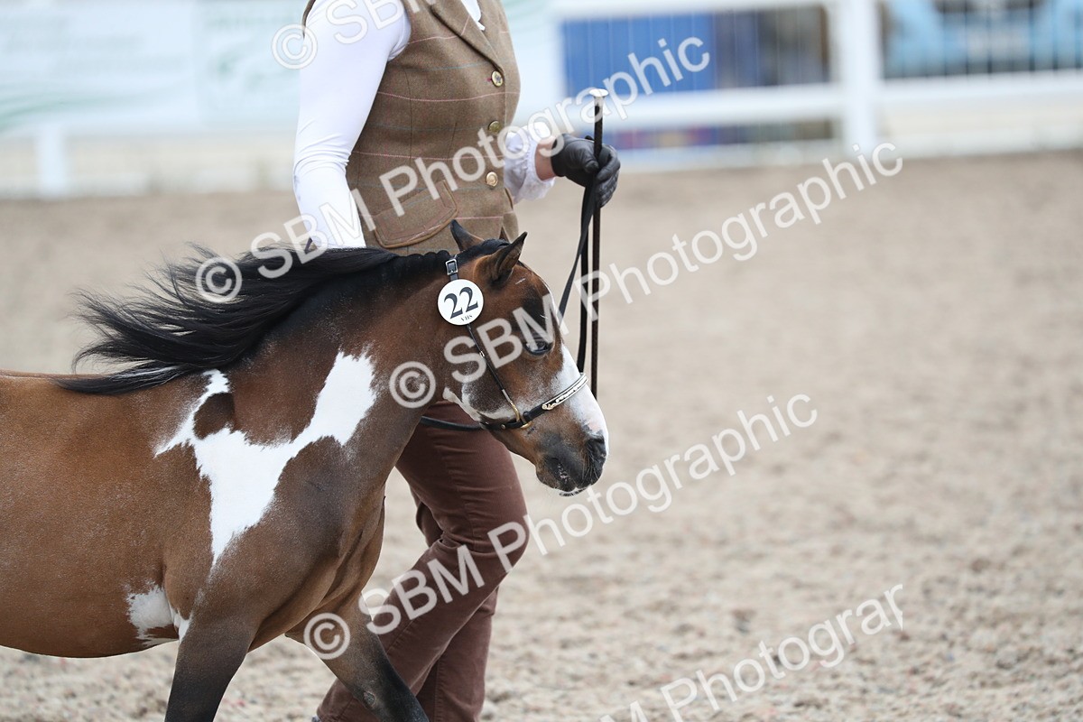 SBM_17870 - Class 317 IH Pure bred Horse/Pony