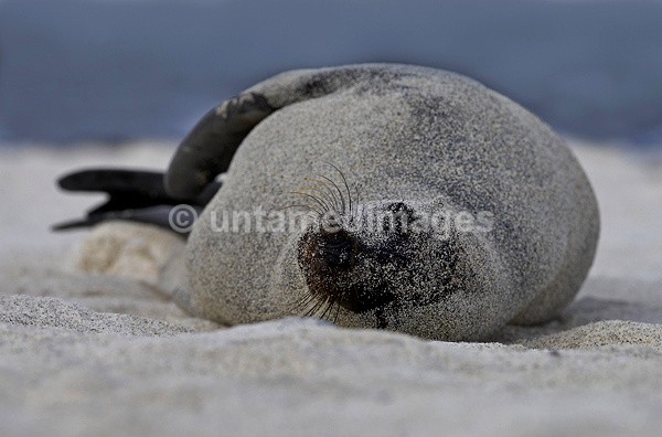 Galápagos Sea Lion sleeping - Galapágos