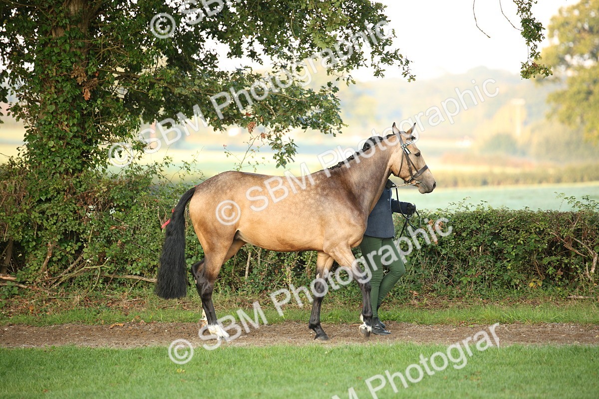 SBM_56794 - S49 - Riding Horse & Hack & Thoroughbred In Hand
