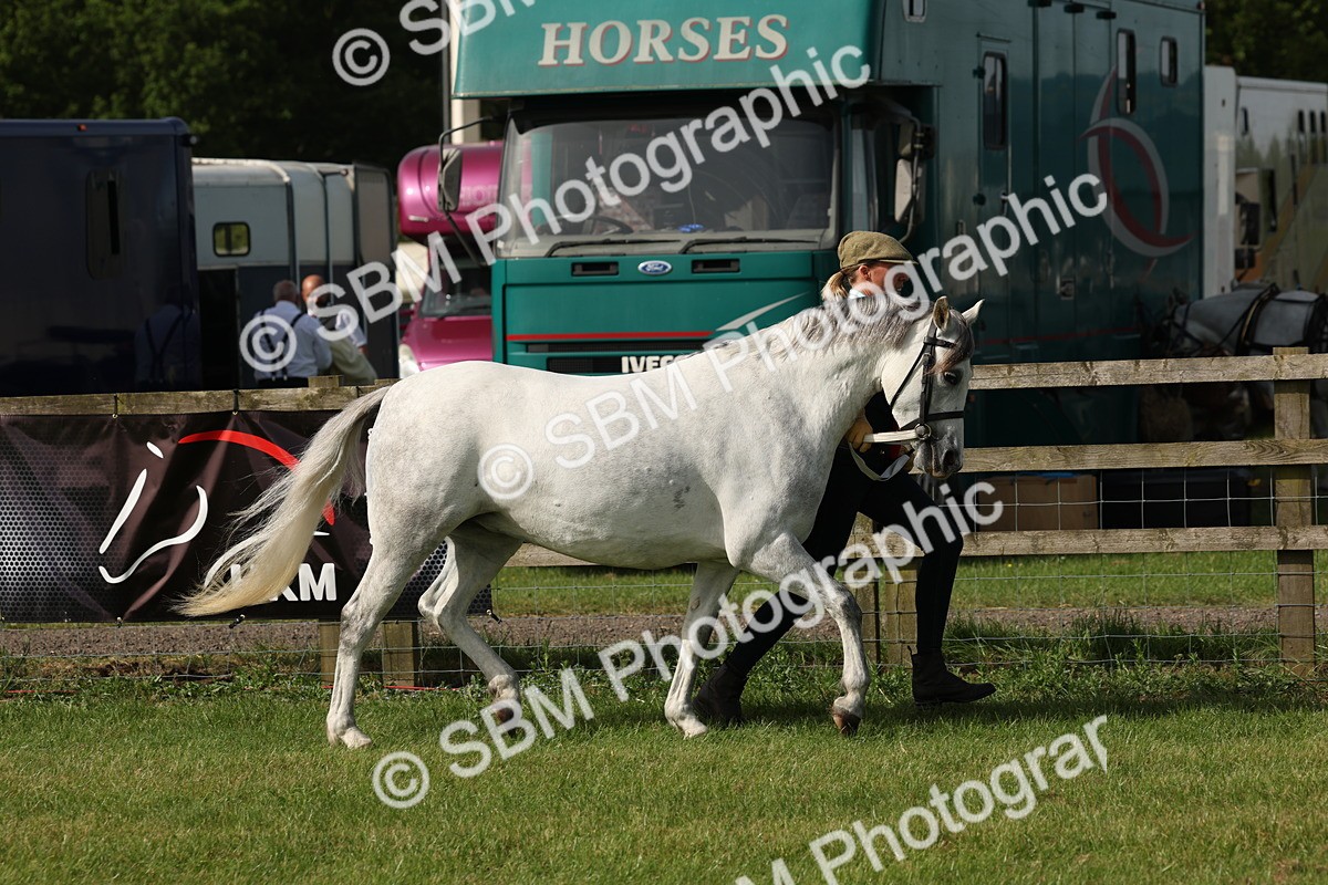 SBM_00767 - Class 6-13 - Mountatin and Moorland In Hand Welsh Breeds