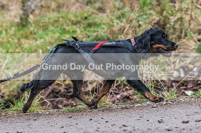 Glentress 21  10K-964 - High Terrain Events Glentress 21 & 10K Trail Races Saturday 16th November 2024