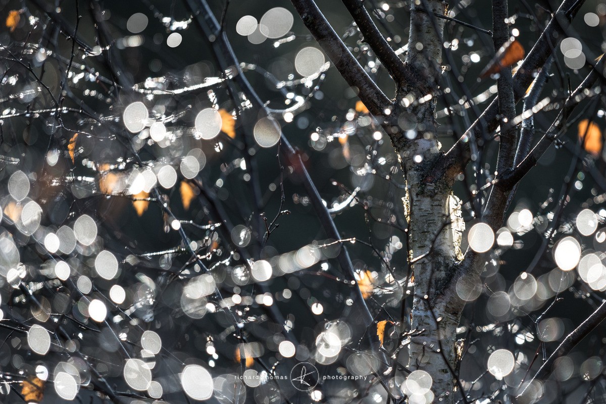 Silver trunk - WINTER