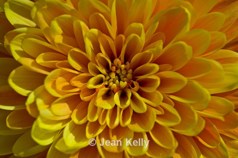 Flower - 20080724_58 - Yellow