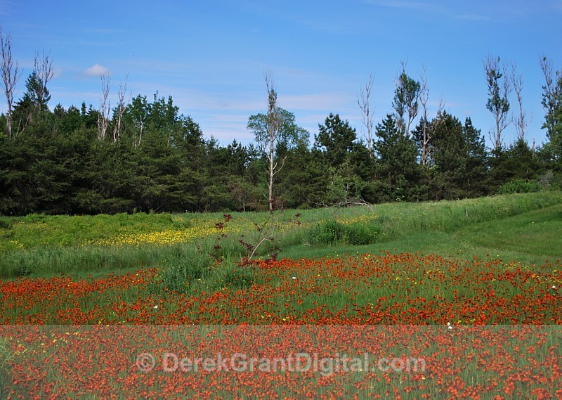 Orange Hawkweed in June - 3