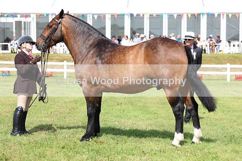 3E7A0026 - Class 5: Rising Star Lightweight/Heavyweight Cobs