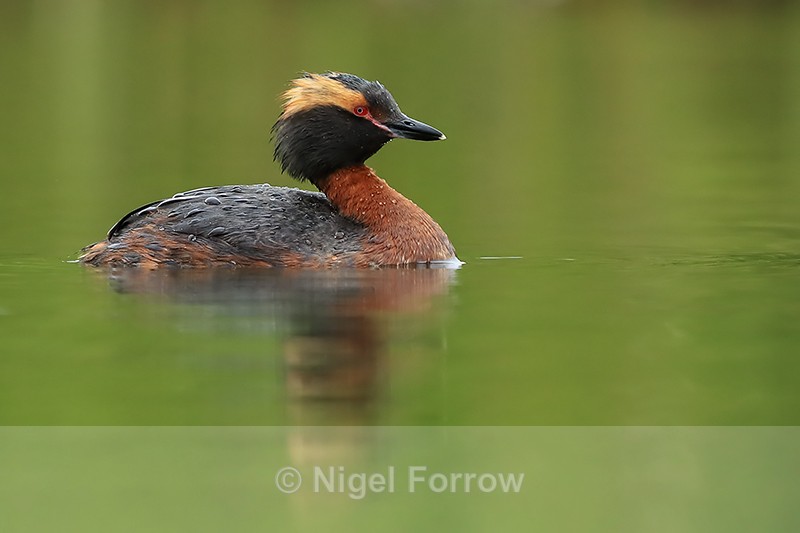 Slavonian Grebe, Iceland - Slavonian Grebe