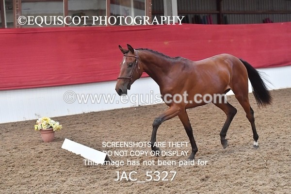 JAC_5327 - 7 L'Espirits Little Unicorn